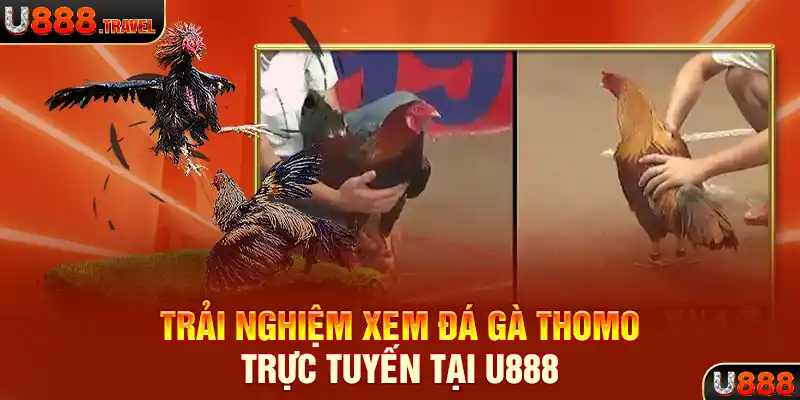 Trải nghiệm xem đá gà Thomo trực tuyến tại U888