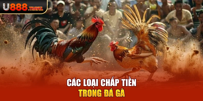 Các loại chấp tiền trong đá gà