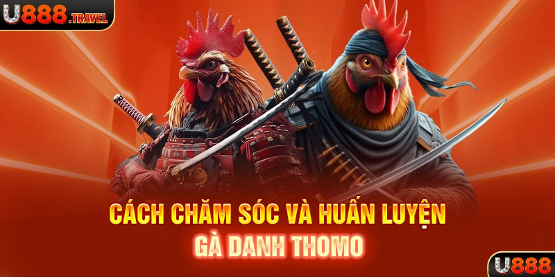 Cách chăm sóc và huấn luyện gà danh Thomo