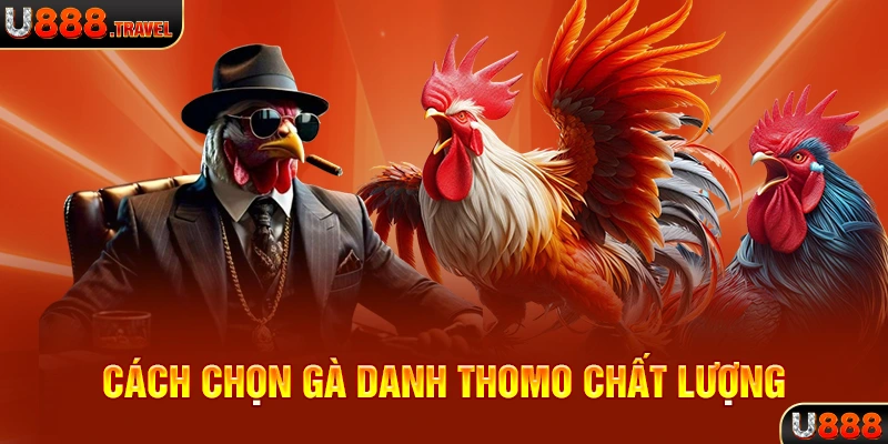 Cách chọn gà danh thomo chất lượng