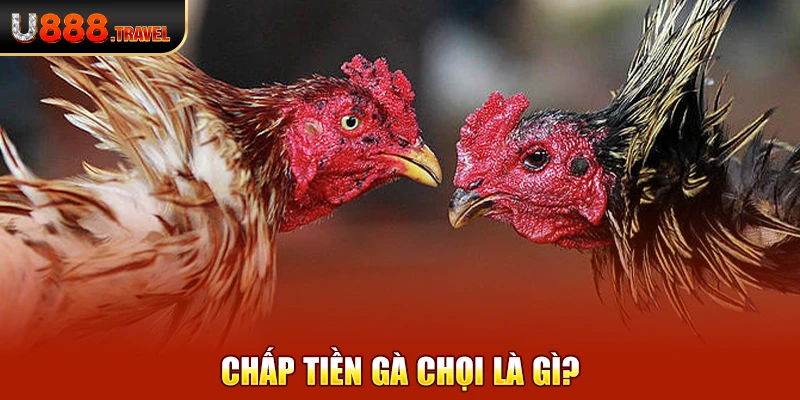 Chấp tiền gà chọi là gì?