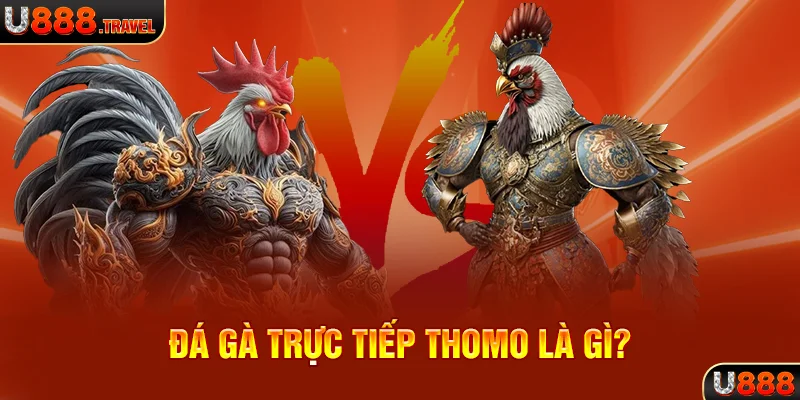 Đá gà trực tiếp thomo là gì?