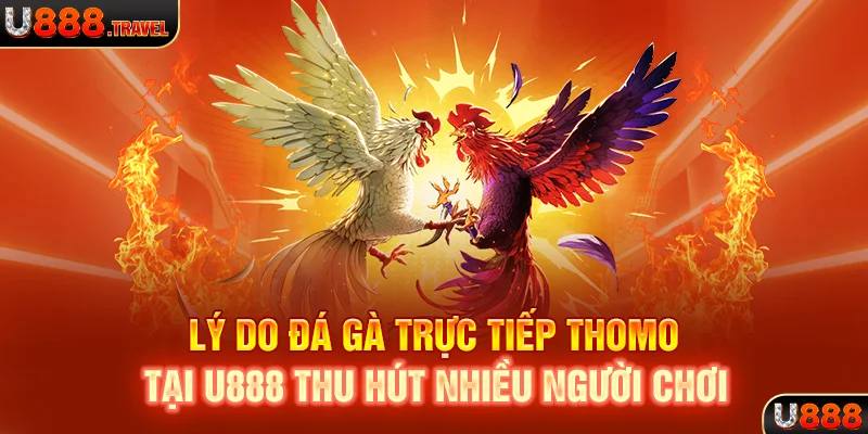 Lý do đá gà trực tiếp thomo tại U888 thu hút nhiều người chơi