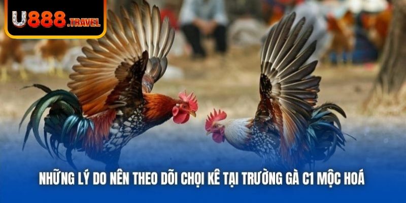 Những lý do nên theo dõi chọi kê tại trường gà C1 Mộc Hoá