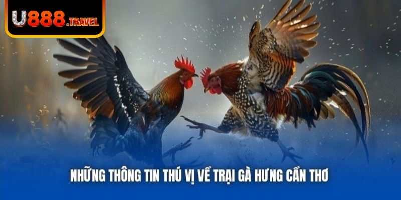 Những thông tin thú vị về Trại gà Hưng Cần Thơ