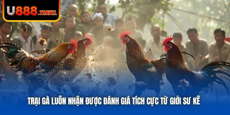 Trại gà luôn nhận được đánh giá tích cực từ giới sư kê