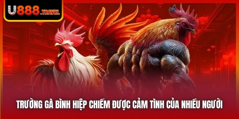 Trường gà Bình Hiệp chiếm được cảm tình của nhiều người