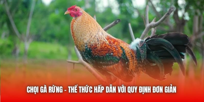 Chọi gà rừng - Thể thức hấp dẫn với quy định đơn giản