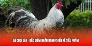 Gà Chọi Gáy - Đặc Điểm Nhận Dạng Chiến Kê Siêu Phẩm