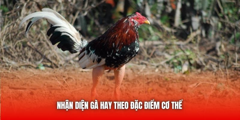 Nhận diện gà hay theo đặc điểm cơ thể