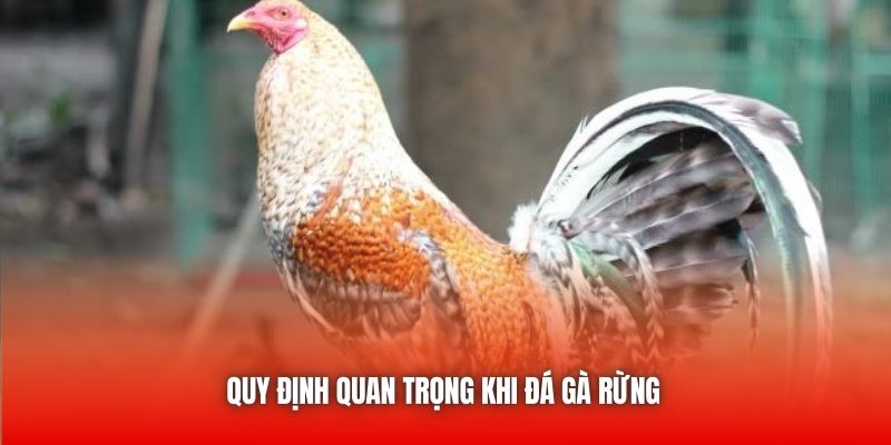 Quy định quan trọng khi đá gà rừng